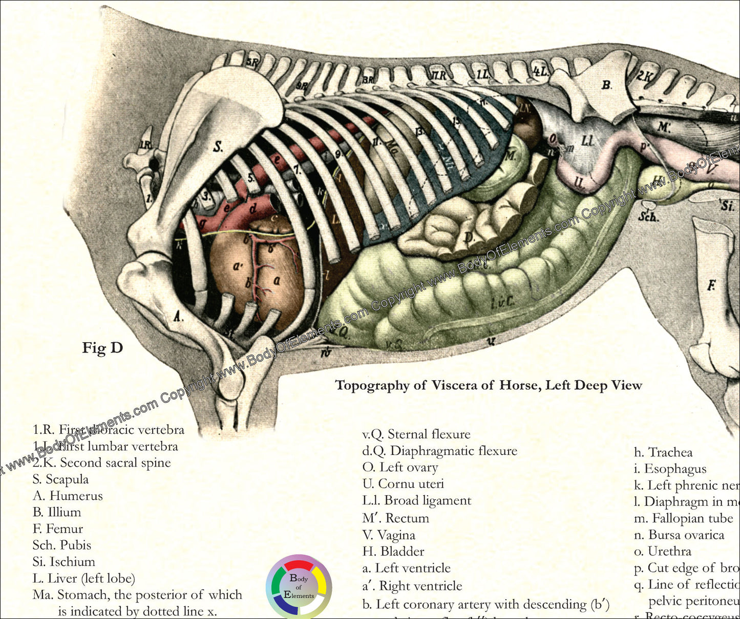 Horse Internal Anatomical Poster