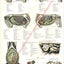 Horse Internal Anatomical Poster