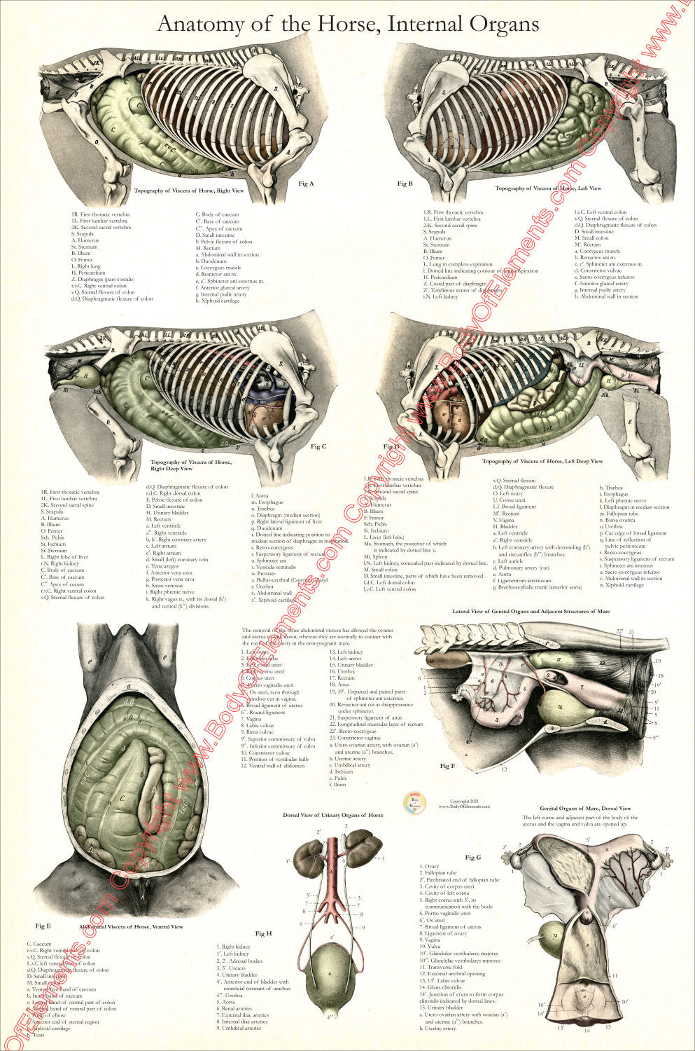 Horse Internal Anatomical Poster