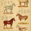 Horse anatomy poster