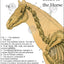 Horse skeletal system chart