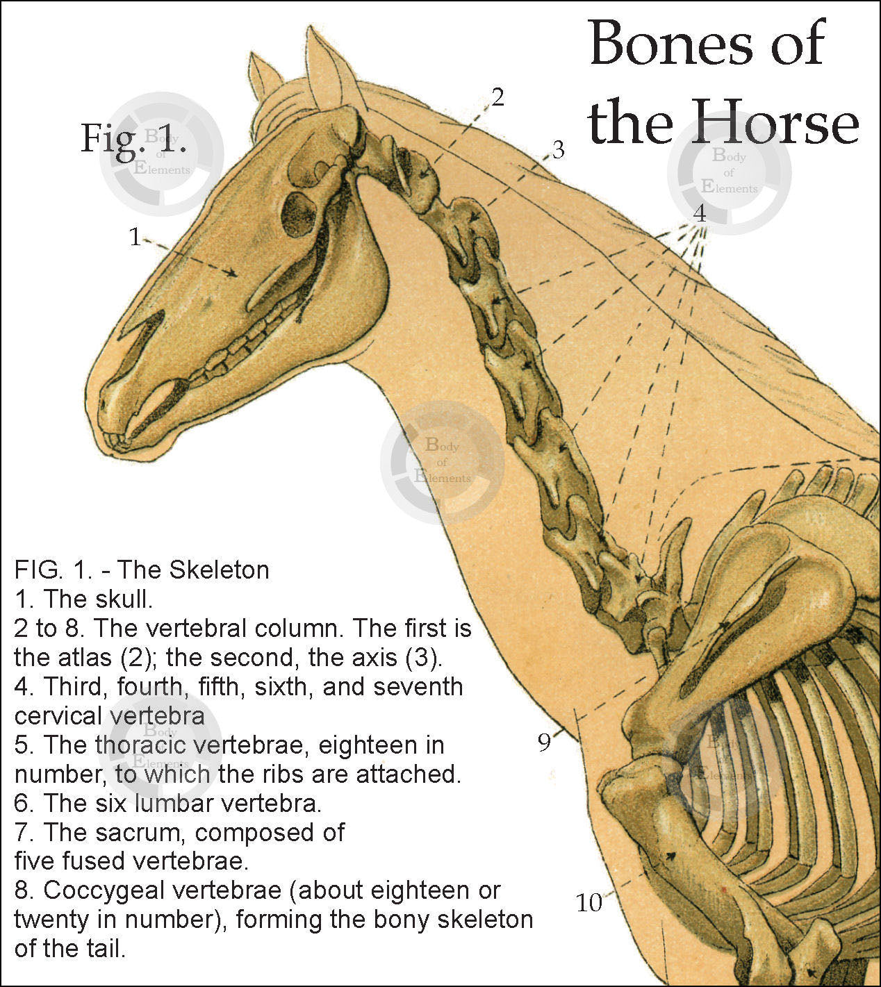 Horse skeletal system chart