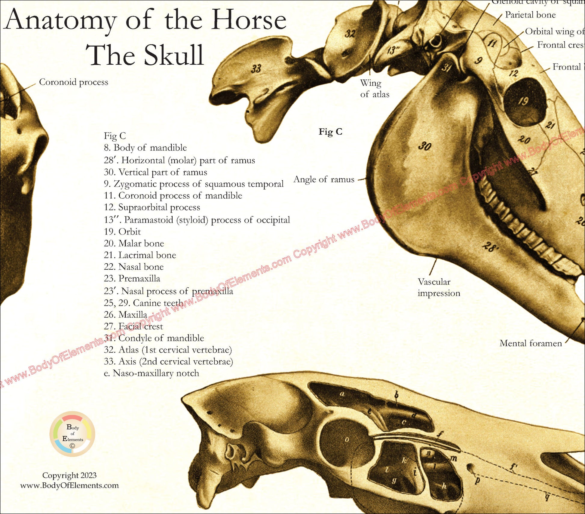 Horse Skull Anatomy Poster