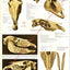 Horse Skull Dental Anatomy Poster
