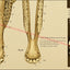 Dental anatomy of the horse chart