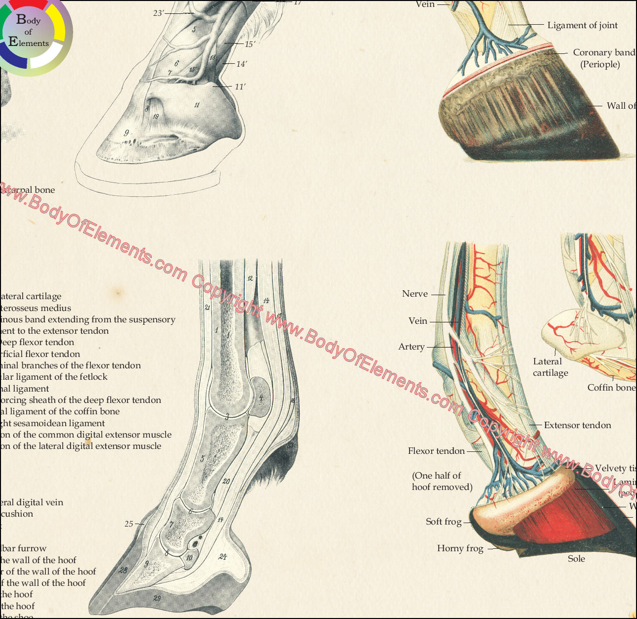 Horse Foot Hoof Anatomy Poster 18