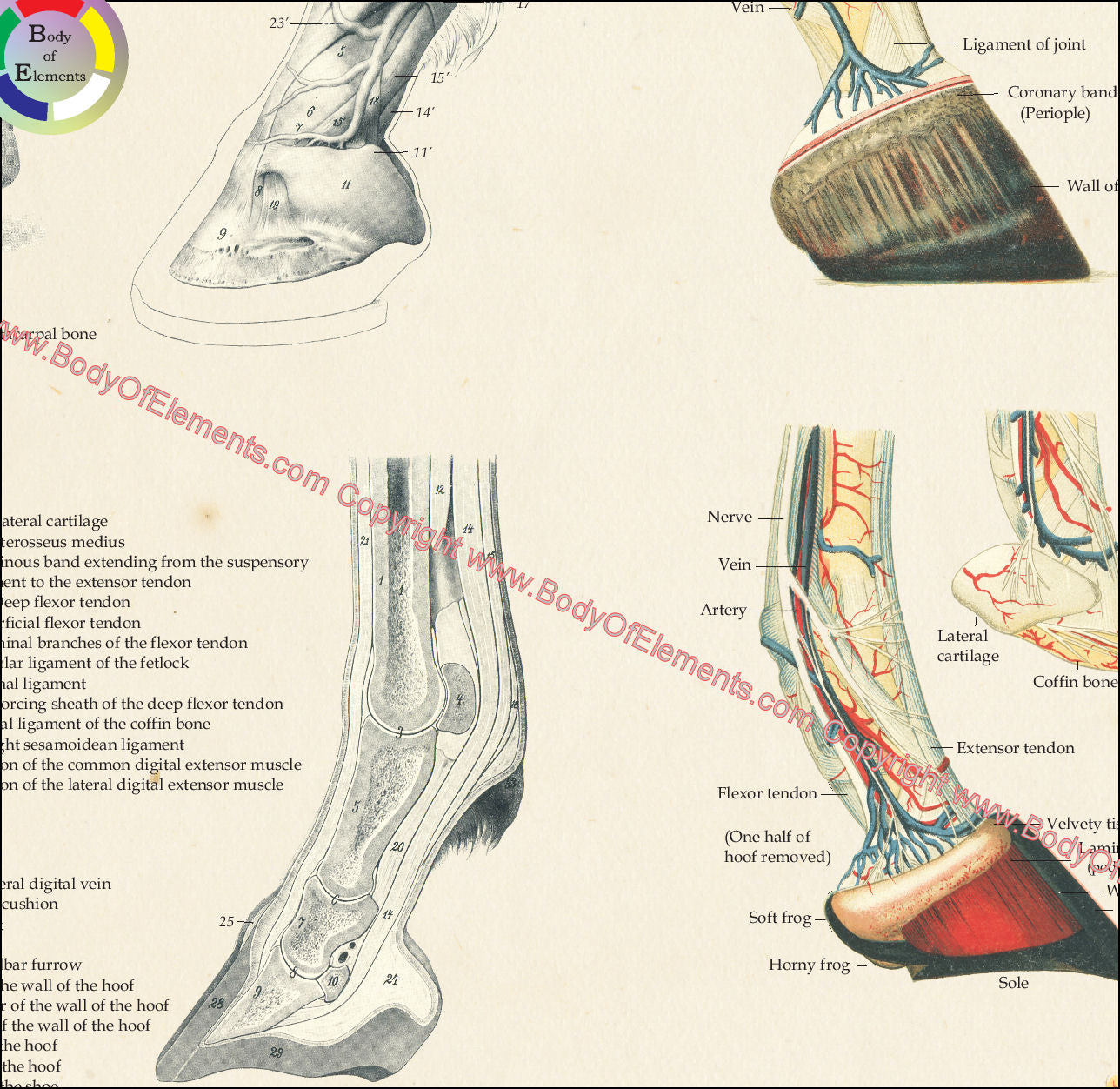 Anatomy Horse Leg Horse Leg Anatomy Explained Everything You Did Not Anatomy Horse Leg Horse Leg Anatomy Explained Everything You Did Not