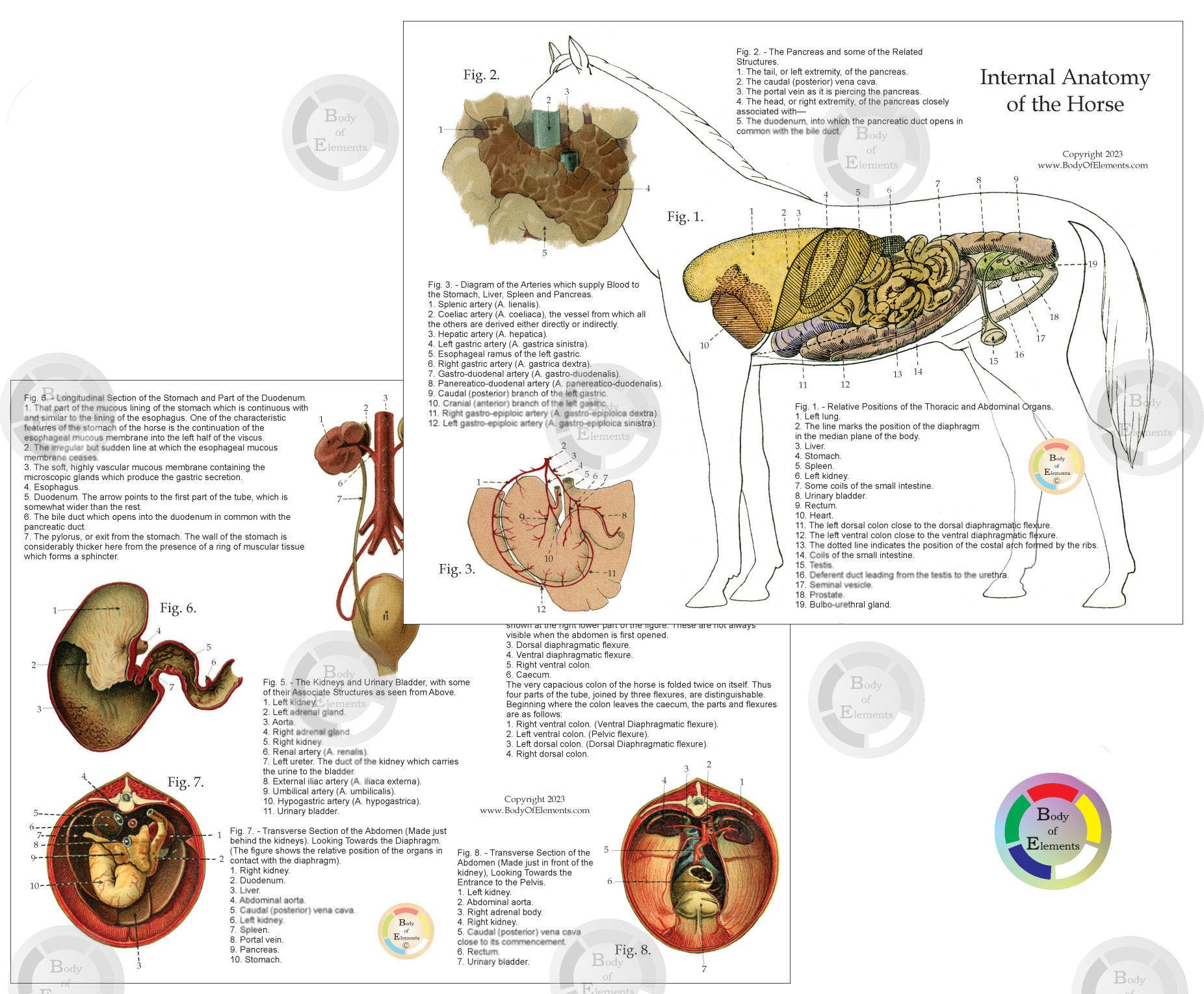 Horse internal anatomy chart