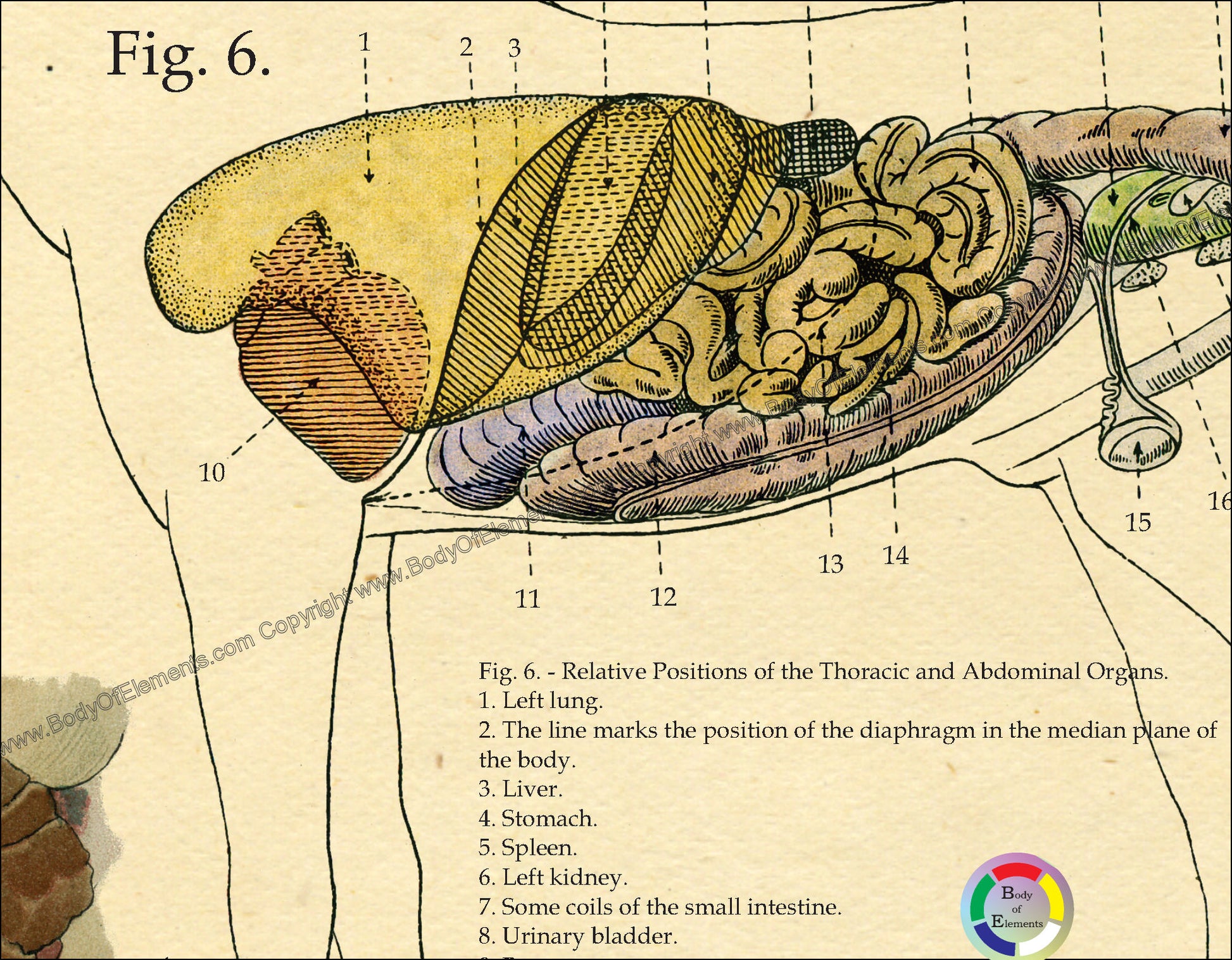 Horse Internal Organs Anatomy Poster