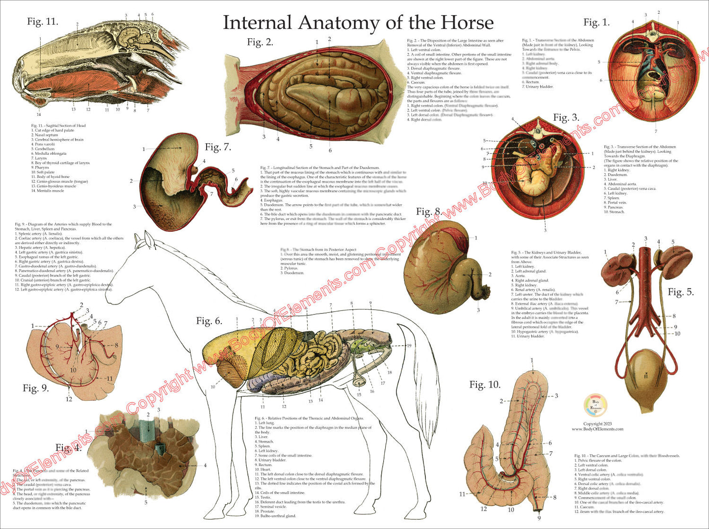 Horse Internal Organs Anatomy Poster