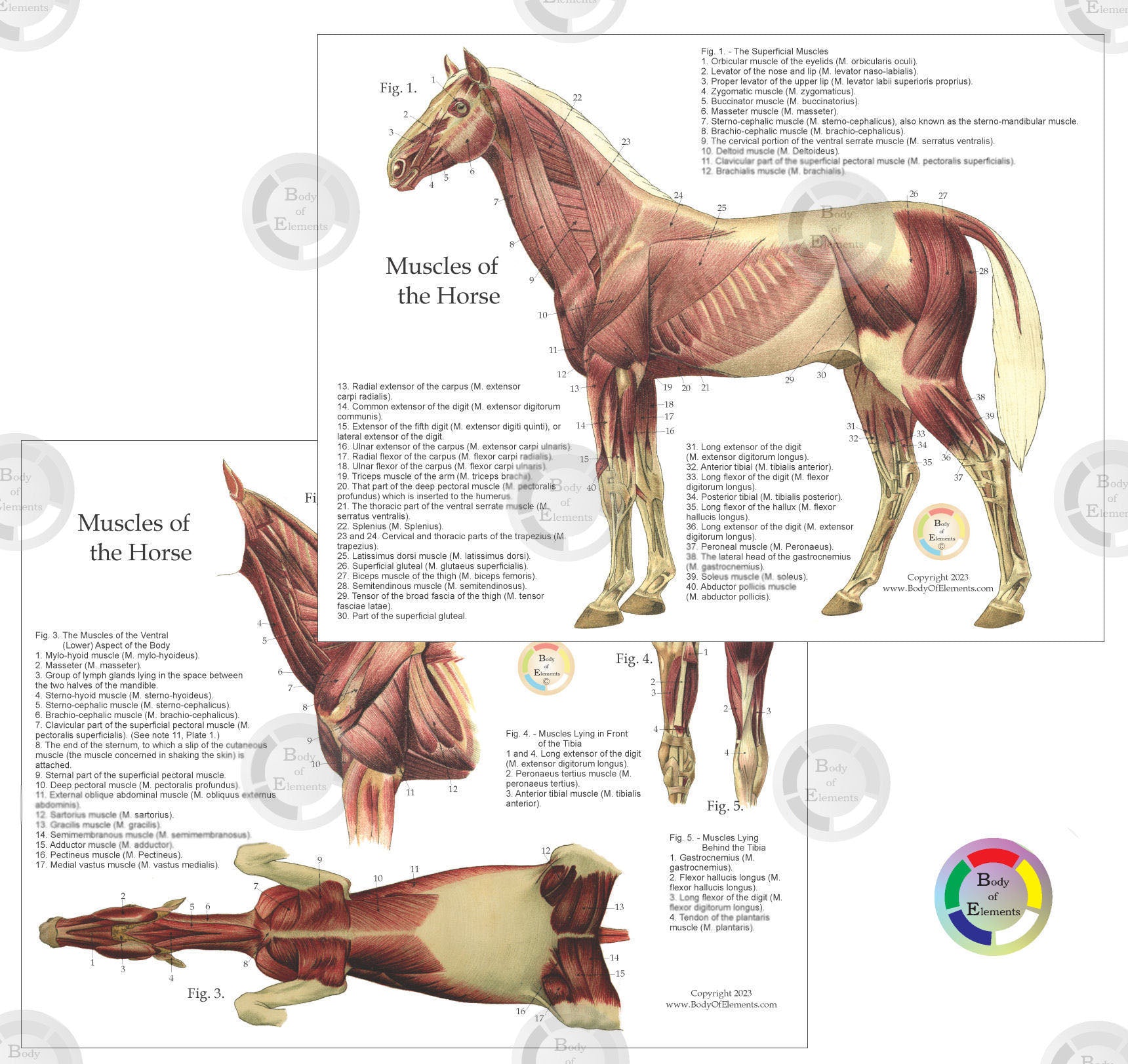 Horse muscle anatomy chart