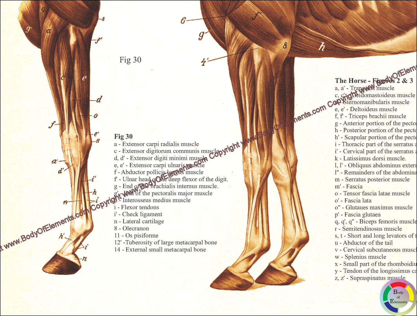 Horse muscle anatomy