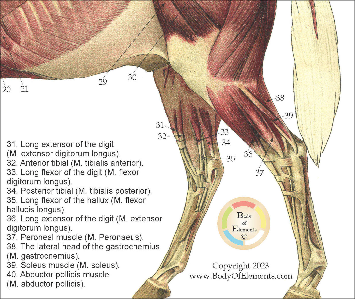 Leg muscles of the horse