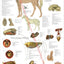 Horse Nerves Internal Anatomy Poster 24" X 36"
