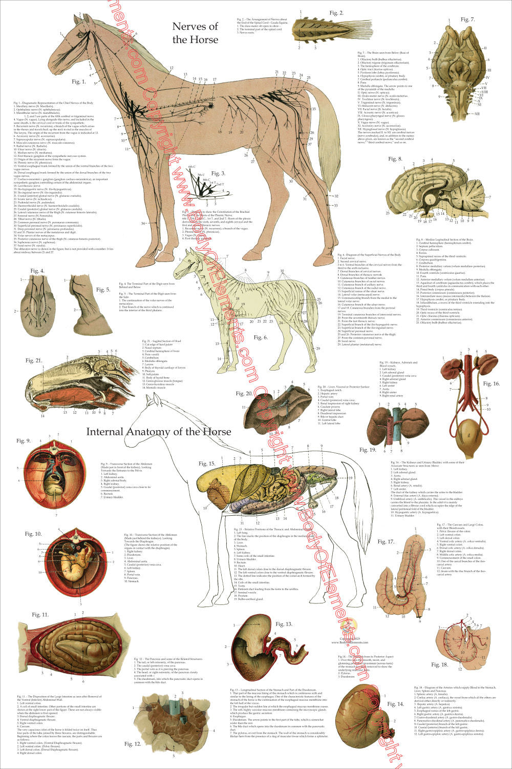 Horse Nerves Internal Anatomy Poster 24" X 36"