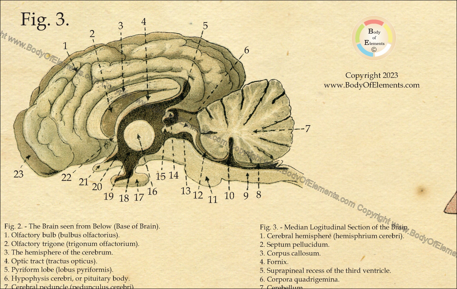 Horse brain cross section anatomy