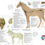 Horse nervous system chart