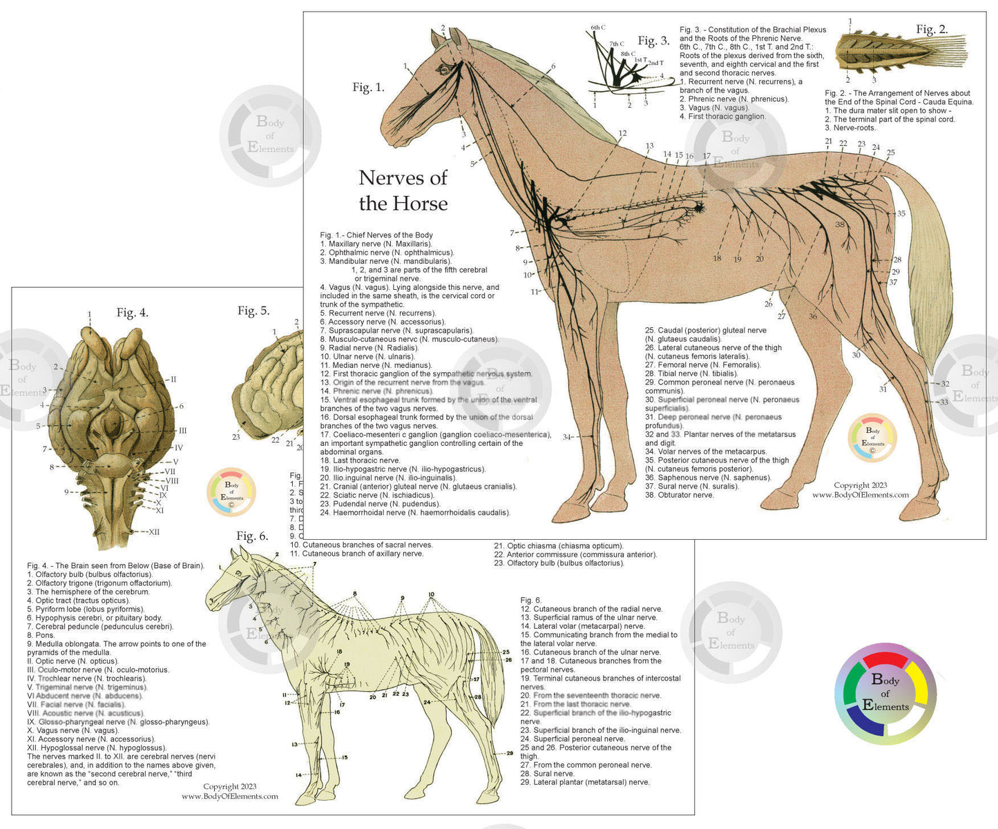 Horse nervous system chart