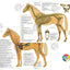 Horse skeletal and vascular chart