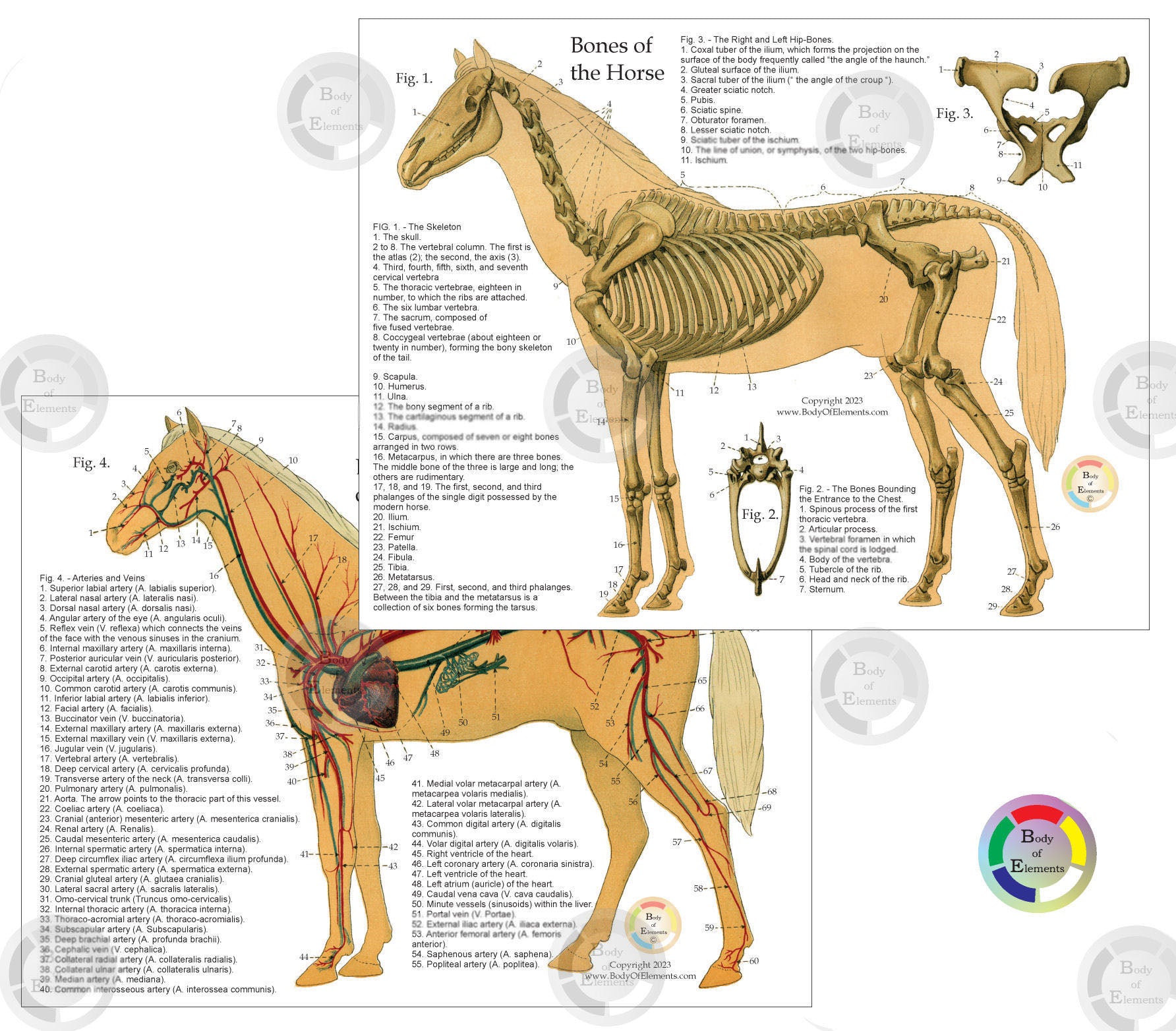 Horse skeletal and vascular chart