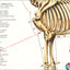 Horse skeletal anatomy