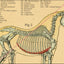 The skeletal anatomy of the horse
