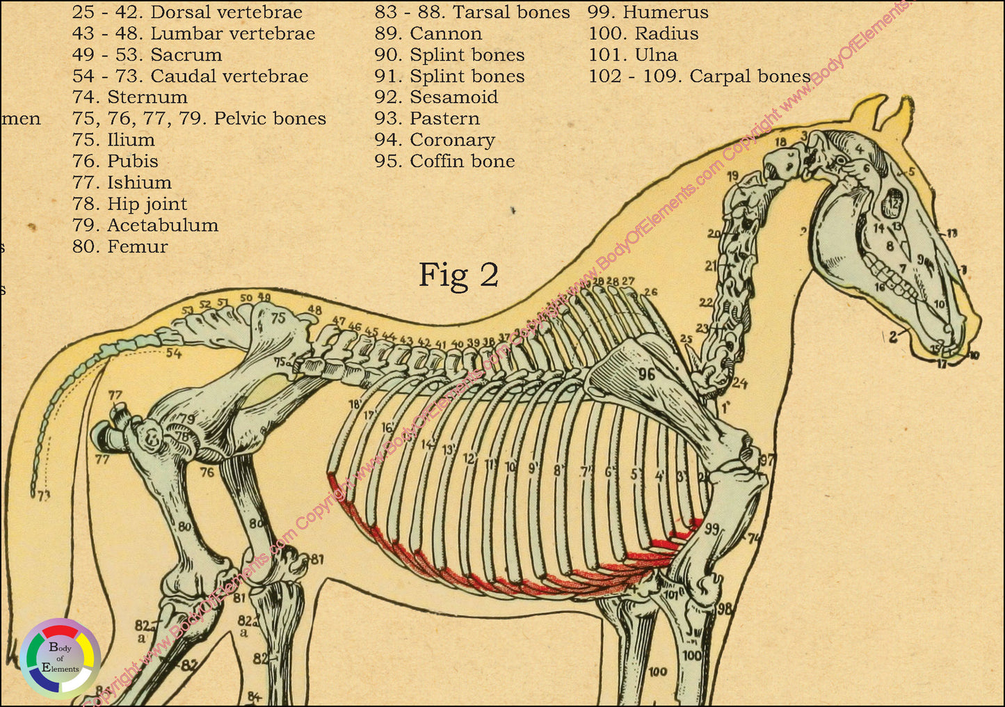 The skeletal anatomy of the horse