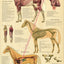 Horse Skeletal Muscle Anatomy Poster