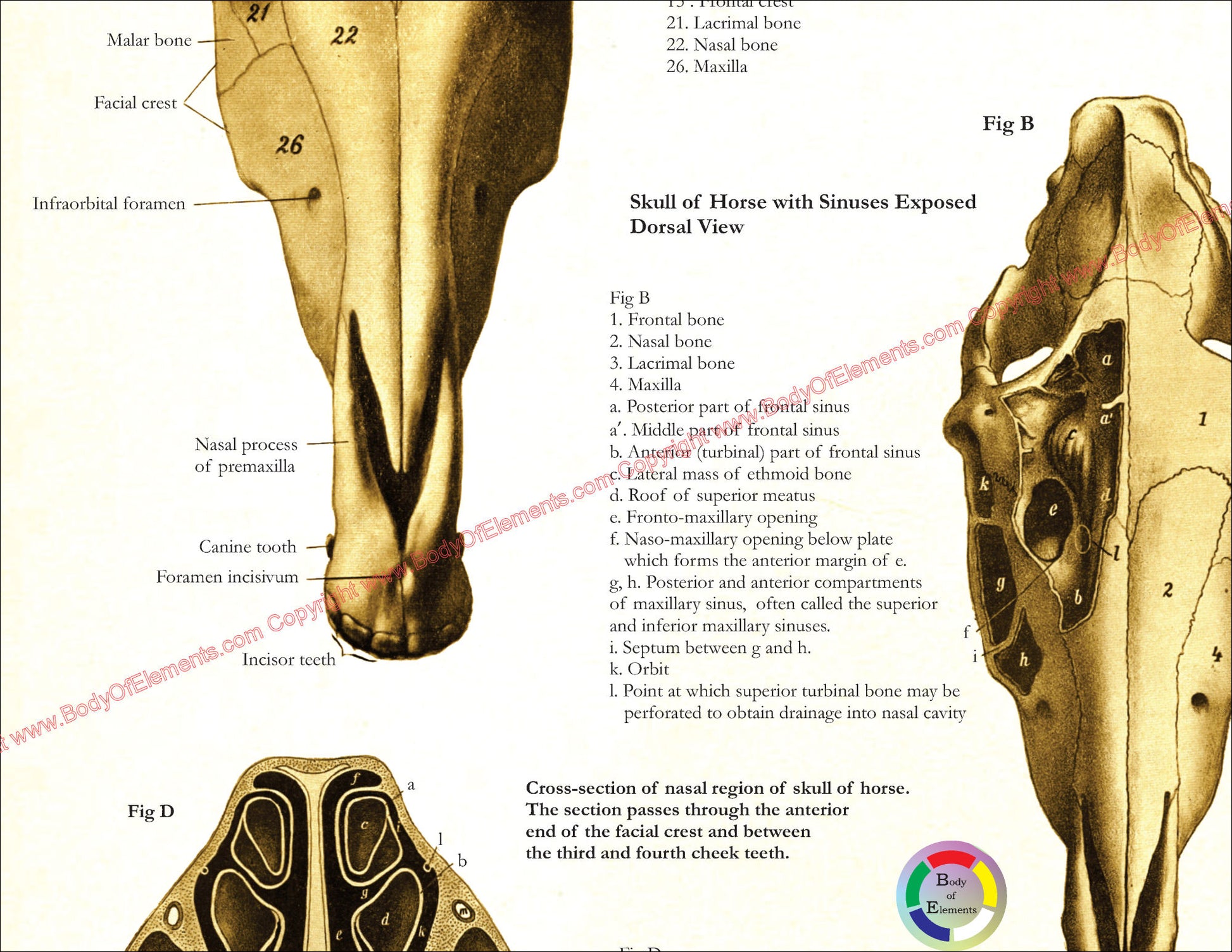 Horse Skull Anatomy Poster