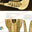 Horse Skull Dental Anatomy Chart