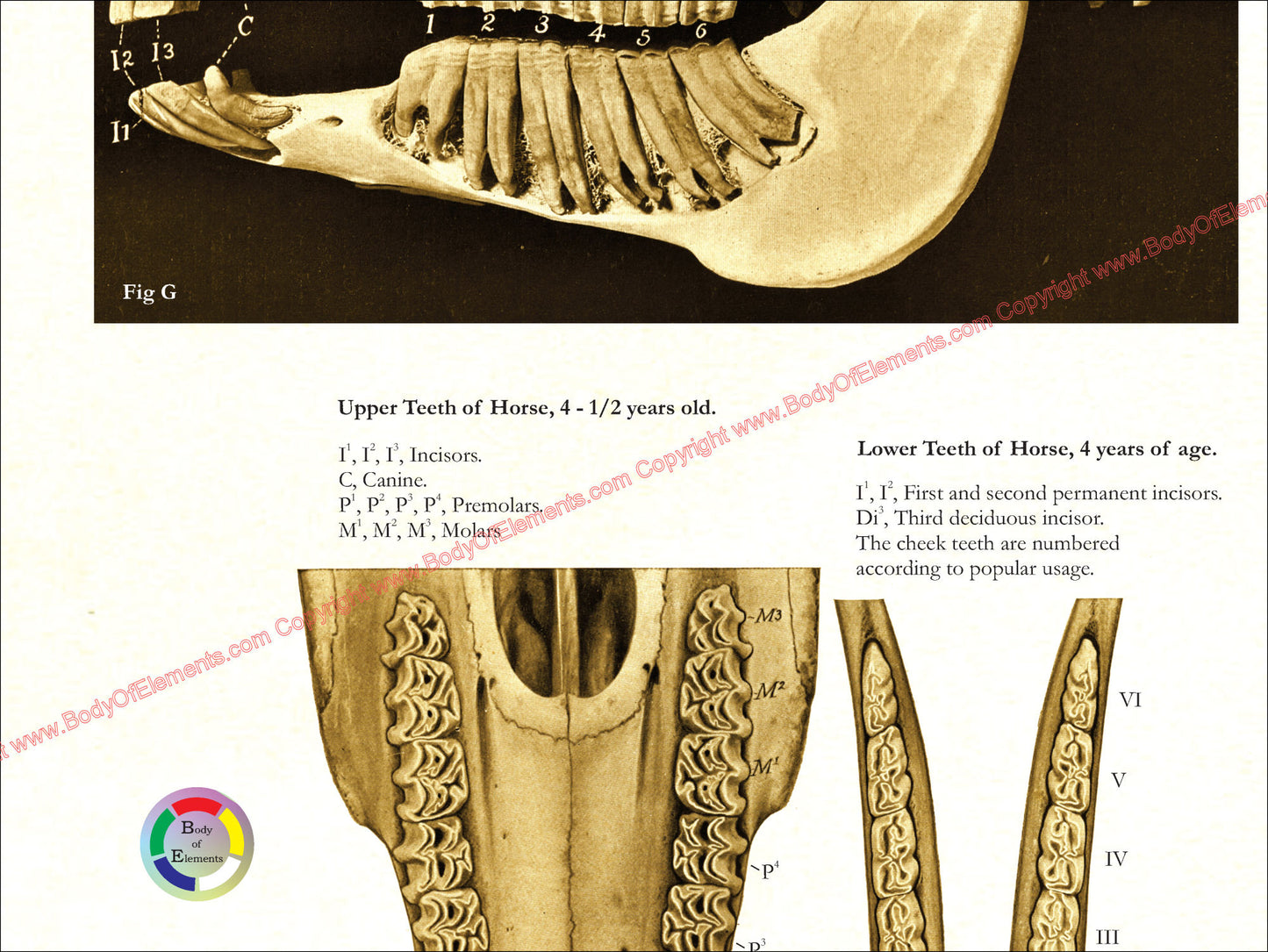 Horse Skull Dental Anatomy Chart
