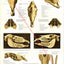 Horse Skull Dental Anatomy Poster
