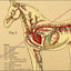 The vascular anatomy of the horse