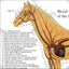 Blood vessels of the horse