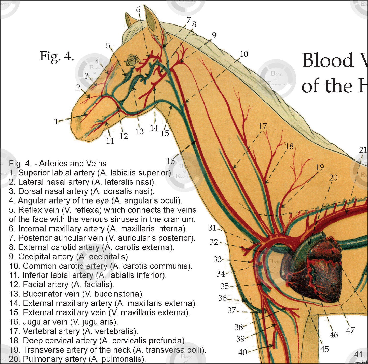 Blood vessels of the horse