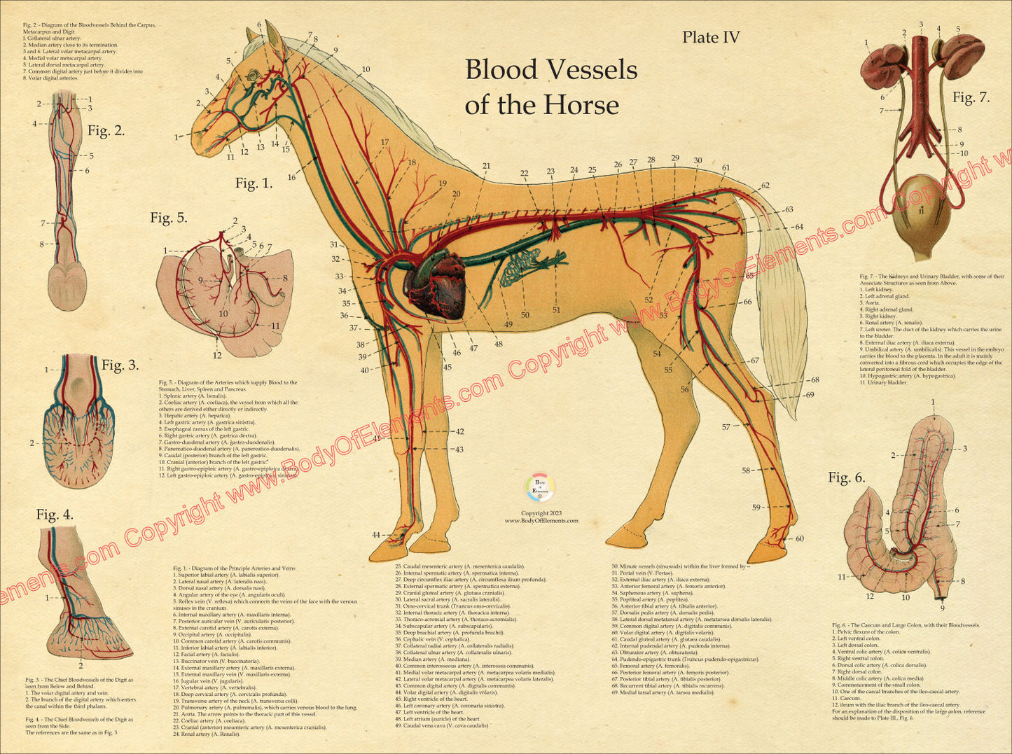 Horse Cardiovascular Anatomy Poster 18" X 24"