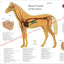 Horse Cardiovascular Anatomy Poster 18" X 24"