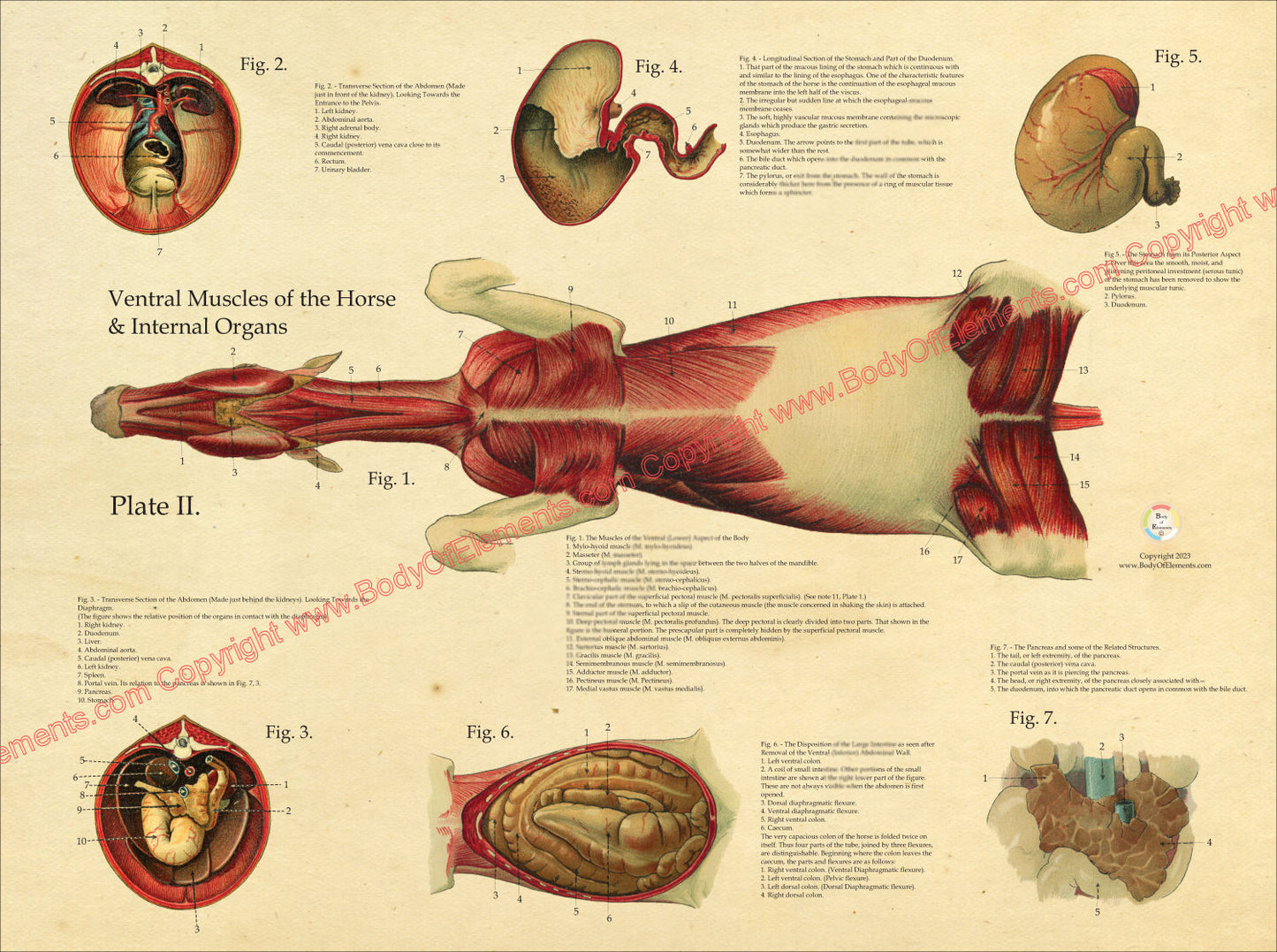 Horse Muscles Viscera Anatomy Poster