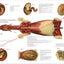 Horse Muscles Viscera Anatomy Poster