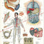 Human digestive system chart