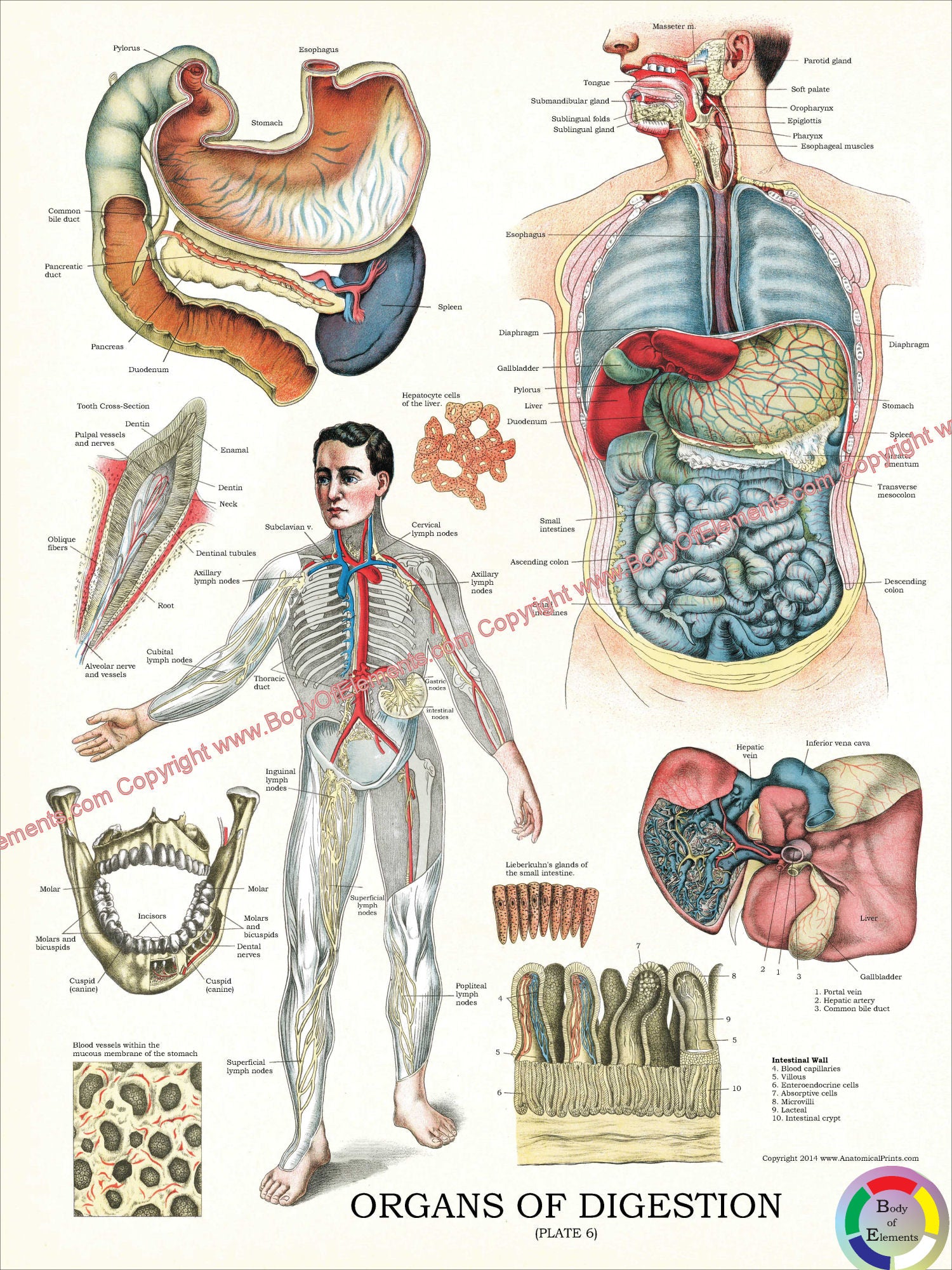 Digestion In Body Organs of Digestion Plate 6 Anatomical Chart – Body of Elements
