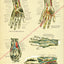 Human Hand and Wrist Anatomy Poster