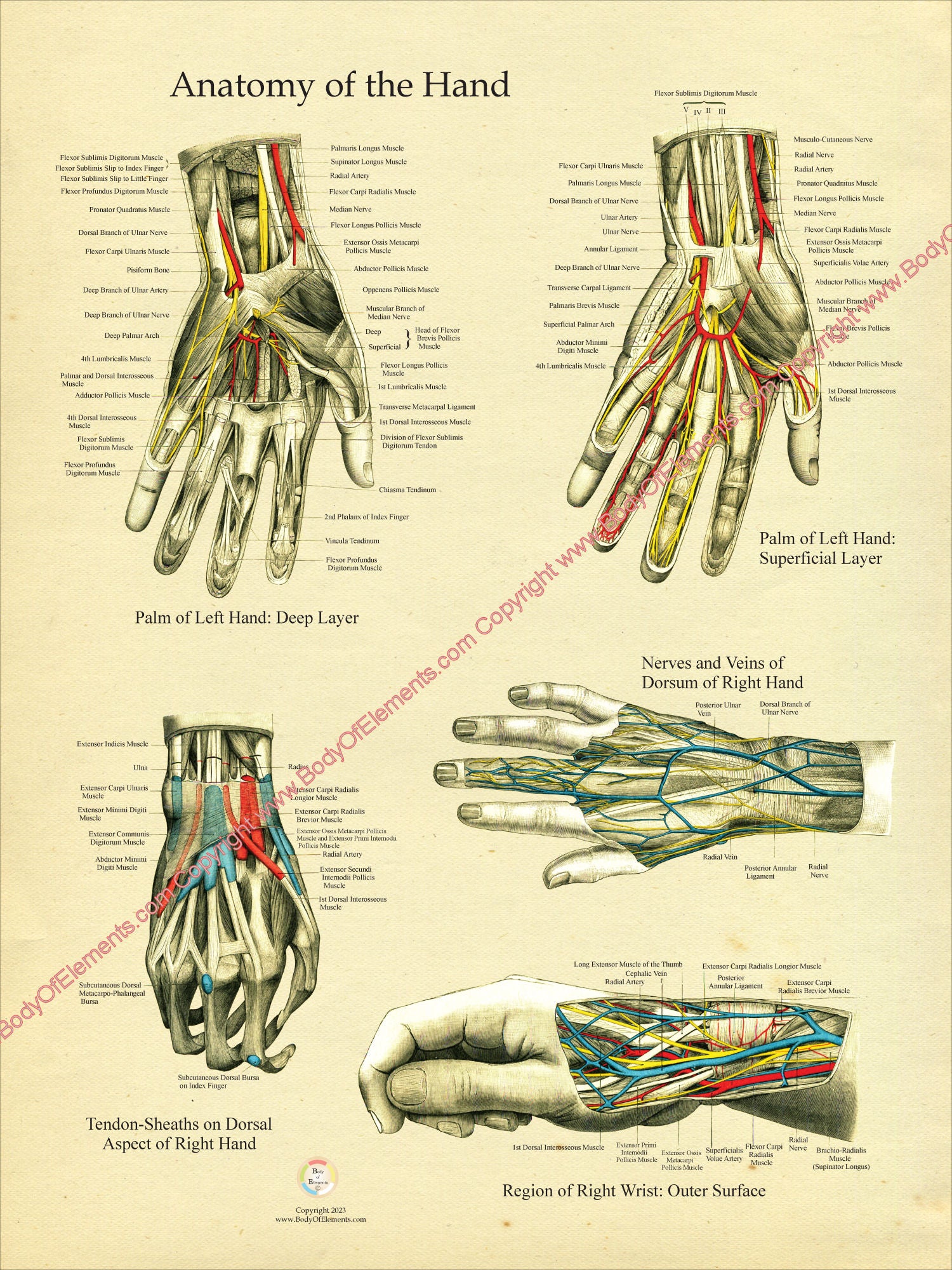 Human Hand and Wrist Anatomy Poster – Body of Elements