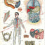 Human digestive system anatomy poster