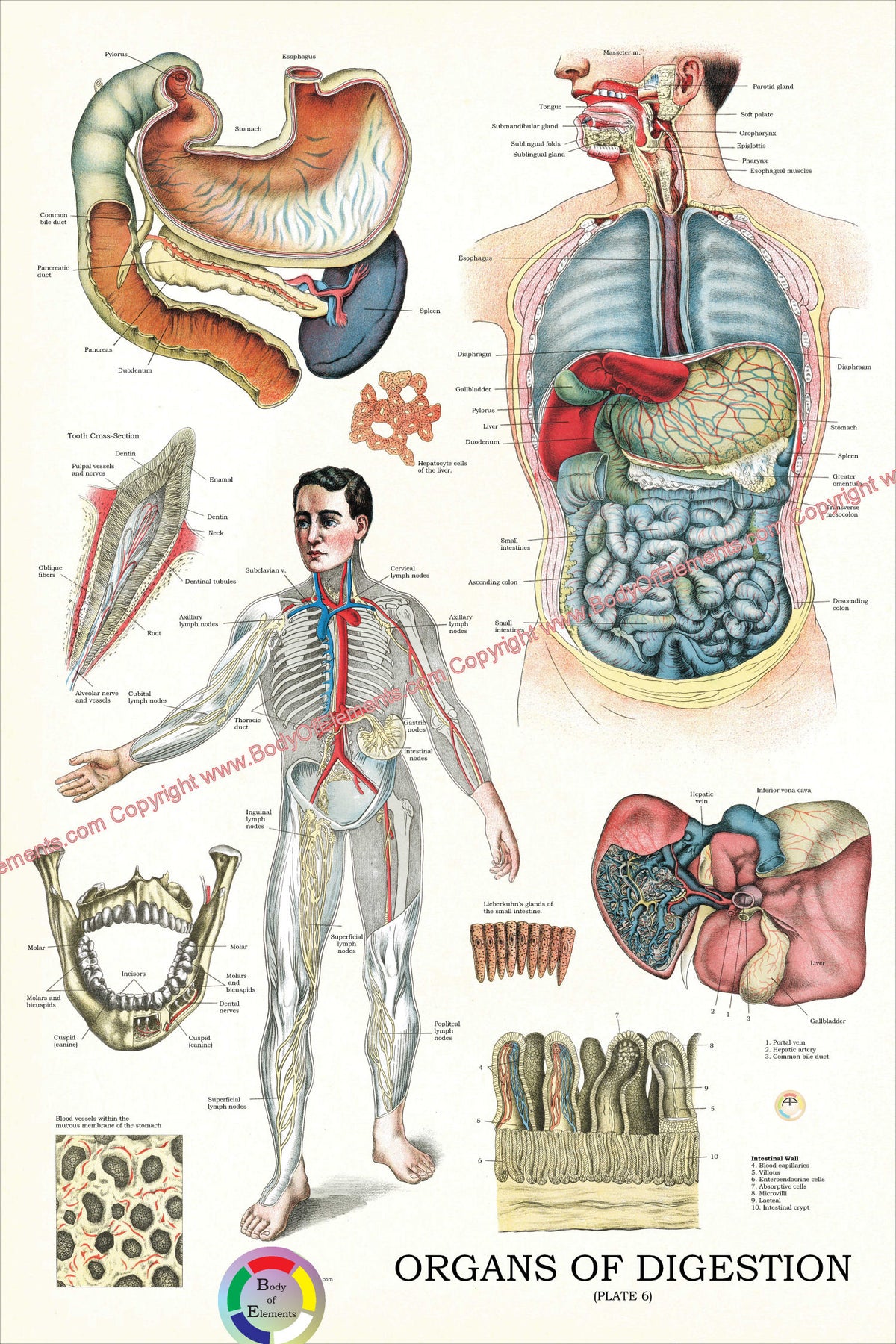 Digestive Orgens Organs of Digestion Plate 6 Anatomical Chart – Body of Elements
