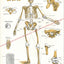 Skeletal ligaments poster
