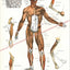 Human muscle anatomy chart vintage