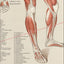 Anterior Posterior Human Muscle Anatomy