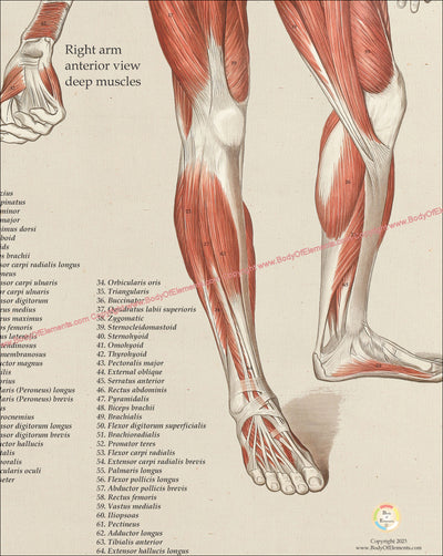 Anterior Posterior Human Muscle Anatomy