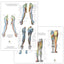Nerve innervation chart set